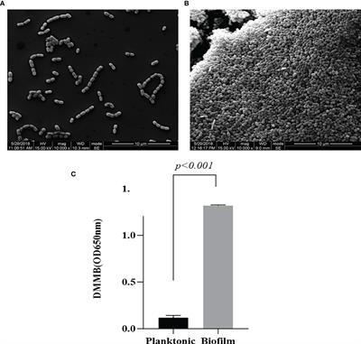 Comparative Transcriptomic Immune Responses of Mullet (Mugil cephalus) Infected by Planktonic and Biofilm Lactococcus Garvieae